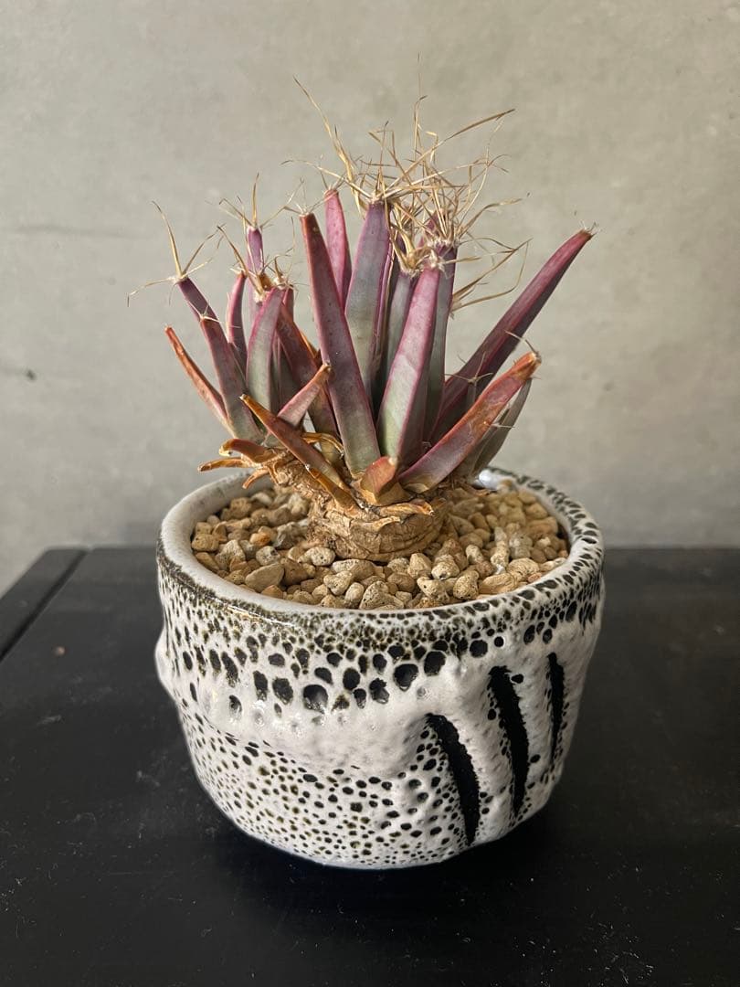 ご*う様 晃山/BOTANIZEボタナイズBOTAlava “黒爪痕” Blac