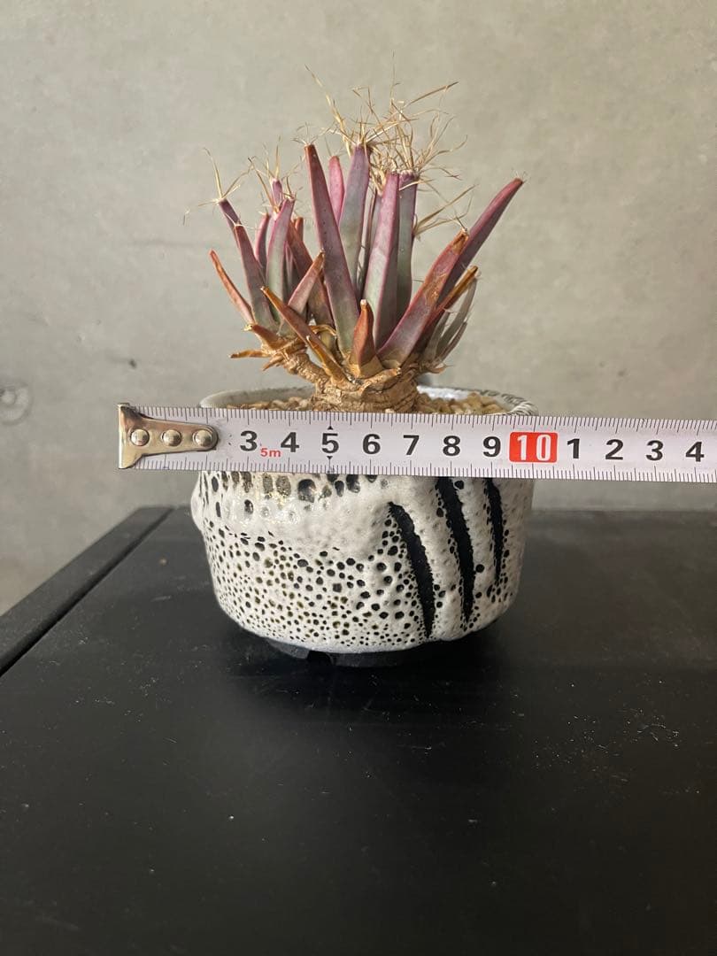 ご*う様 晃山/BOTANIZEボタナイズBOTAlava “黒爪痕” Blac