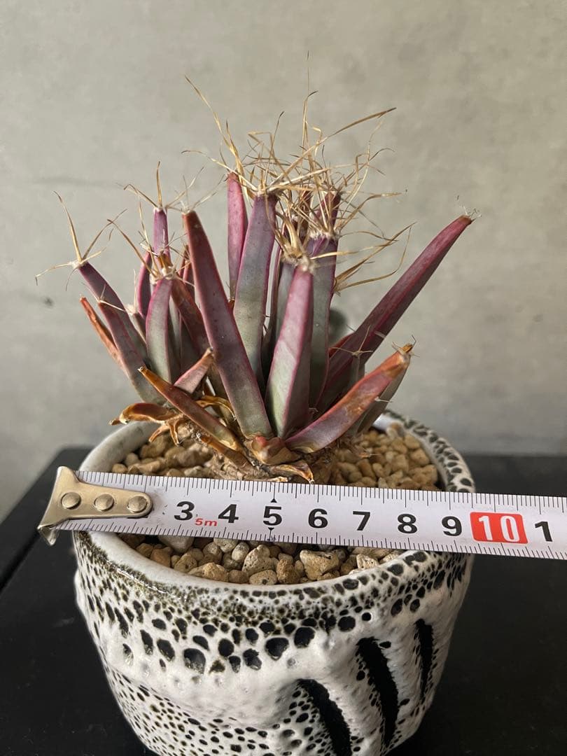 ご*う様 晃山/BOTANIZEボタナイズBOTAlava “黒爪痕” Blac