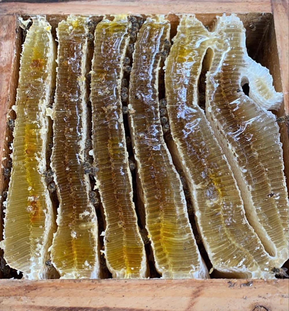 ドルガ 日本ミツバチ 非加熱 生はちみつ ジェラート風2瓶 とろとろ1瓶