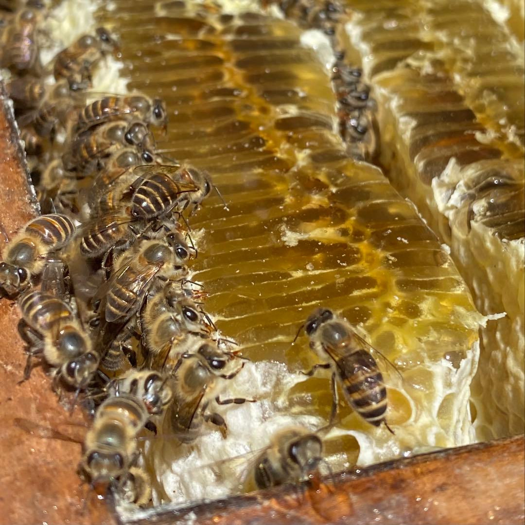 ドルガ 日本ミツバチ 非加熱 生はちみつ ジェラート風2瓶 とろとろ1瓶