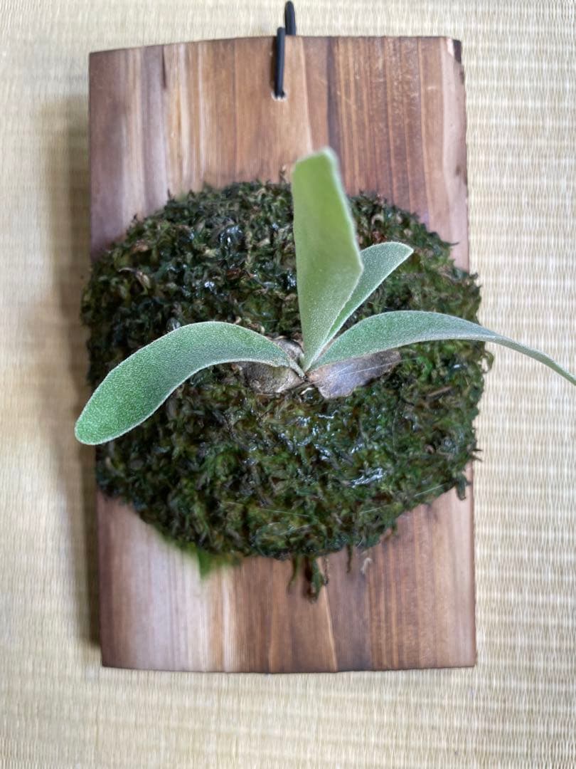 ビカクシダ　veitchii wild ベイチーワイルド　子株