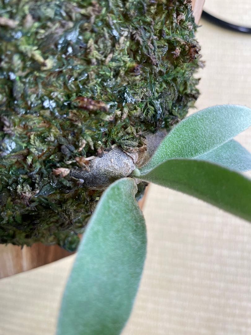 ビカクシダ　veitchii wild ベイチーワイルド　子株