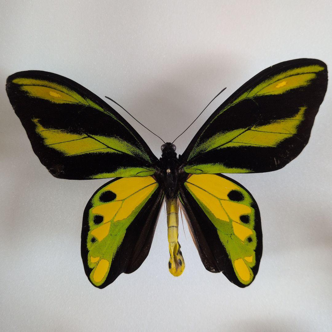 専用　チトヌストリバネアゲハ　ペア