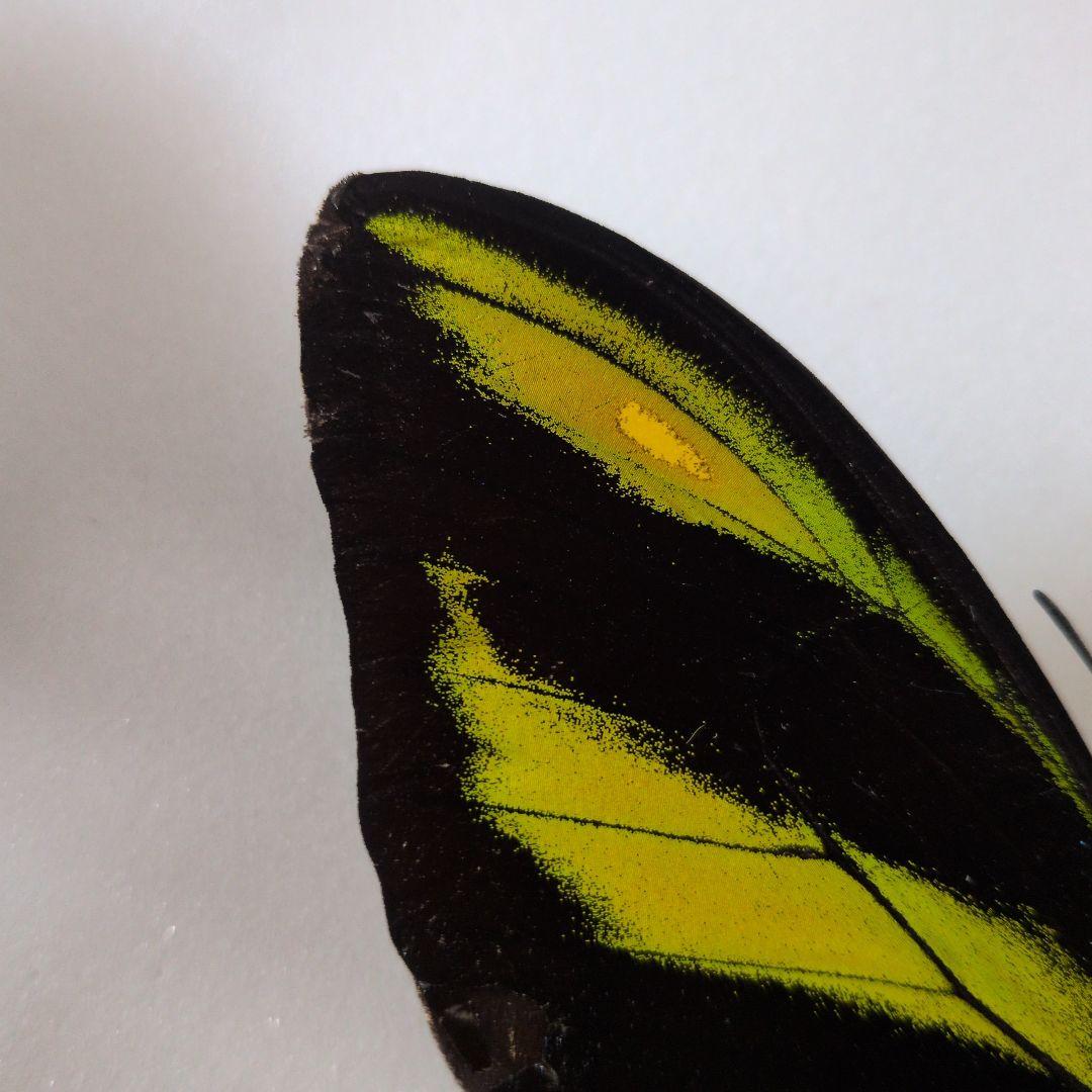 専用　チトヌストリバネアゲハ　ペア