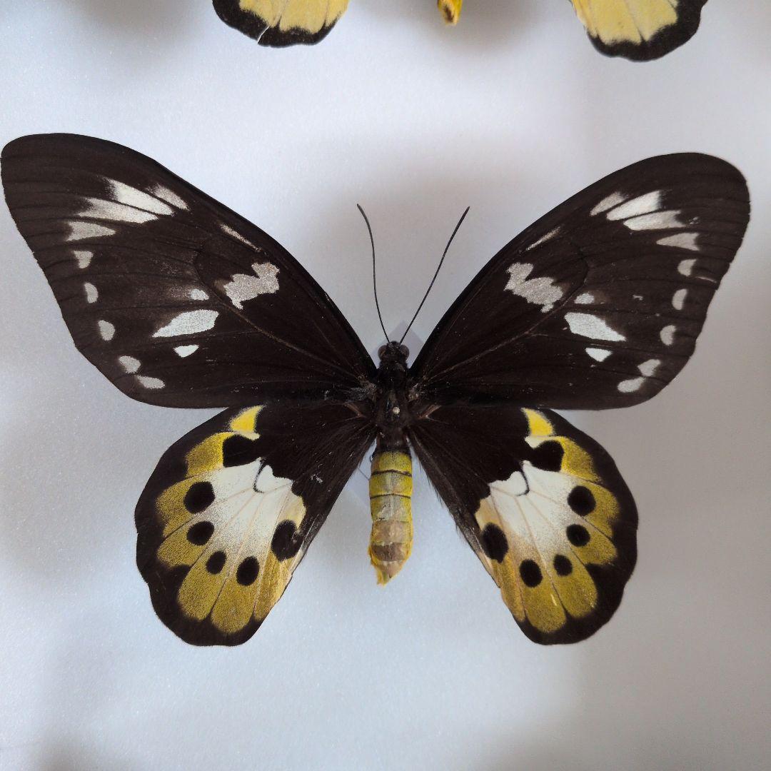 専用　チトヌストリバネアゲハ　ペア