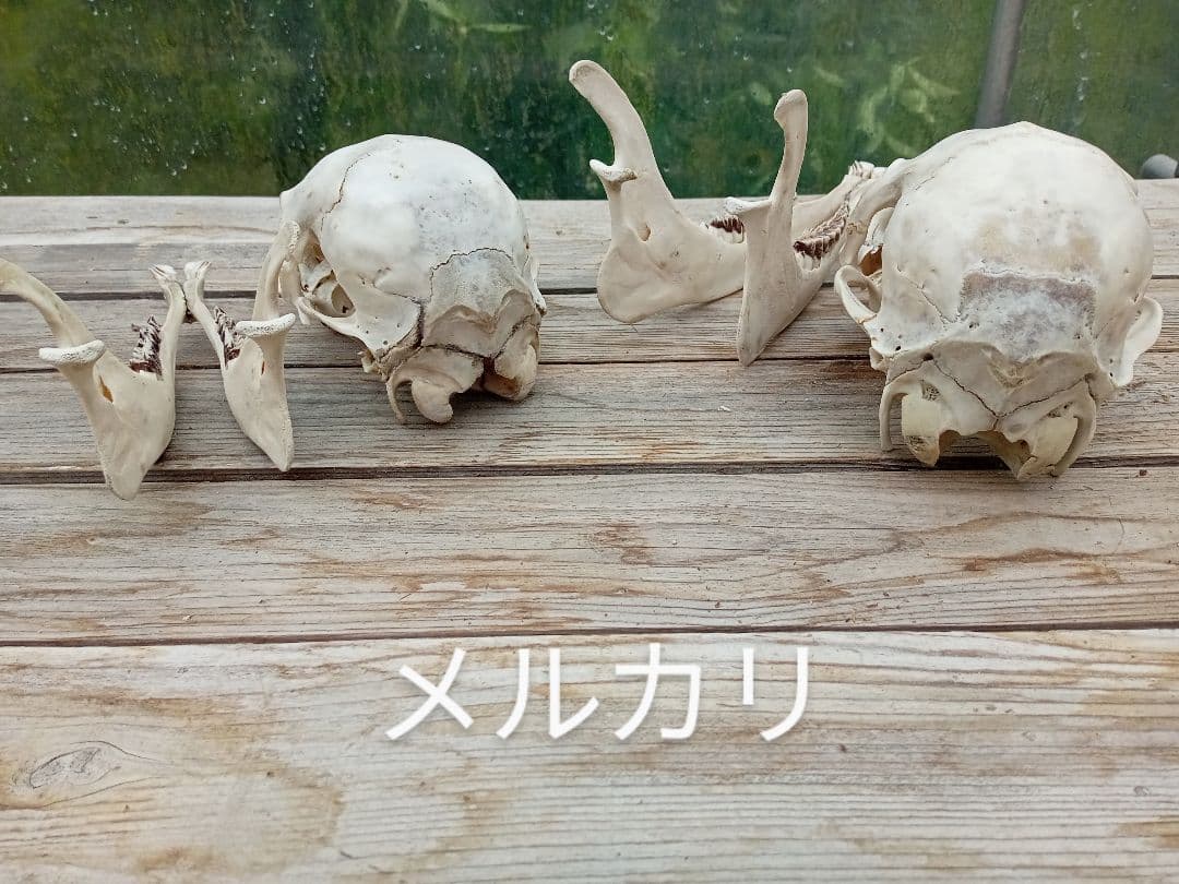 天然　日本鹿　スカルヘッド　お得な2個セット×2