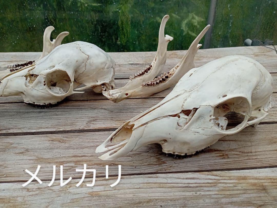 天然　日本鹿　スカルヘッド　お得な2個セット×2