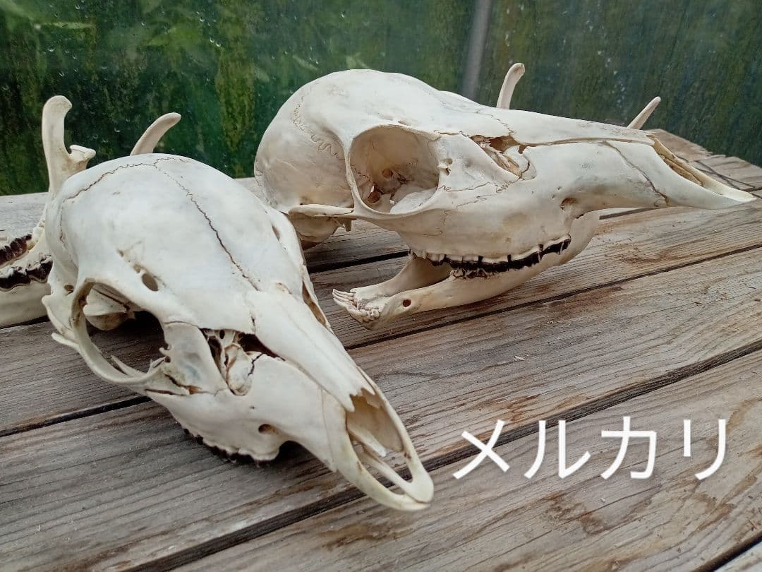 天然　日本鹿　スカルヘッド　お得な2個セット×2