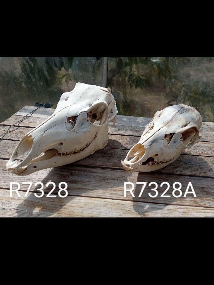 天然　日本鹿　スカルヘッド　お得な2個セット×2