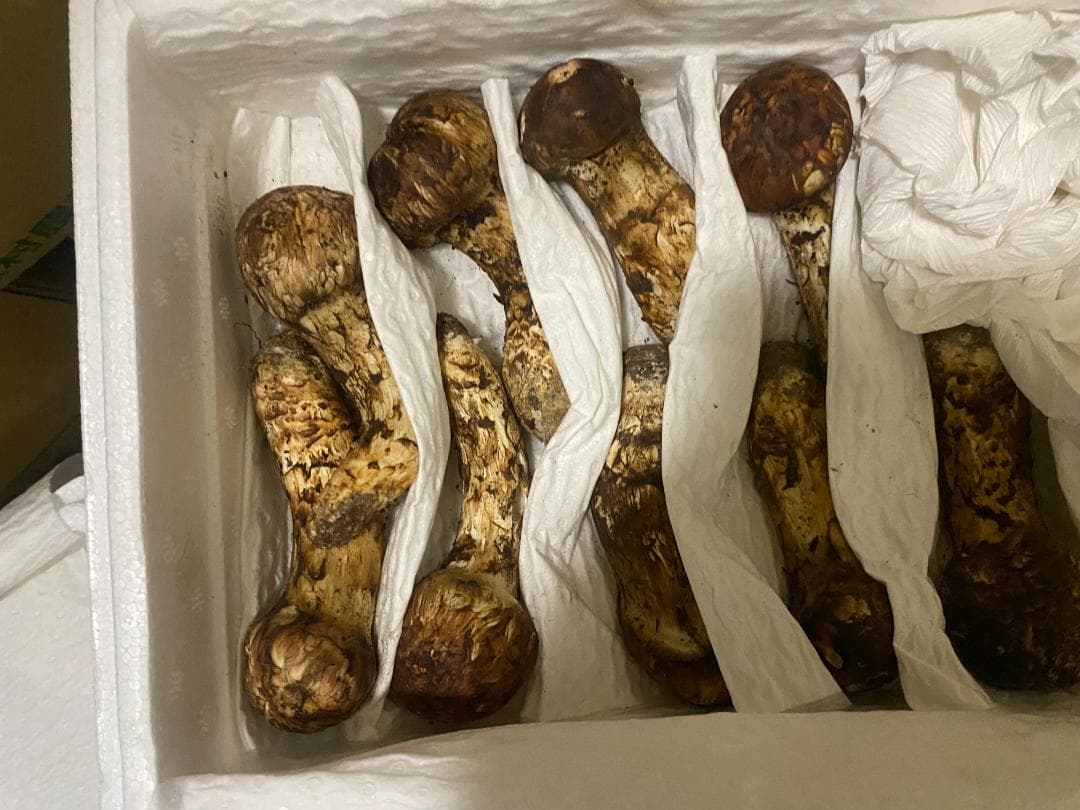 新鮮 マツタケ １ｋｇ・蕾１９本