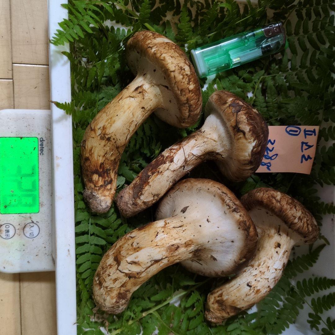 和歌山松茸 新鮮朝市　込み込み　328㌘