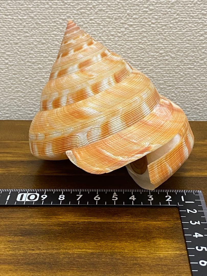 アンシュウオキナエビス特大　100mm 蓋付き　データ付き