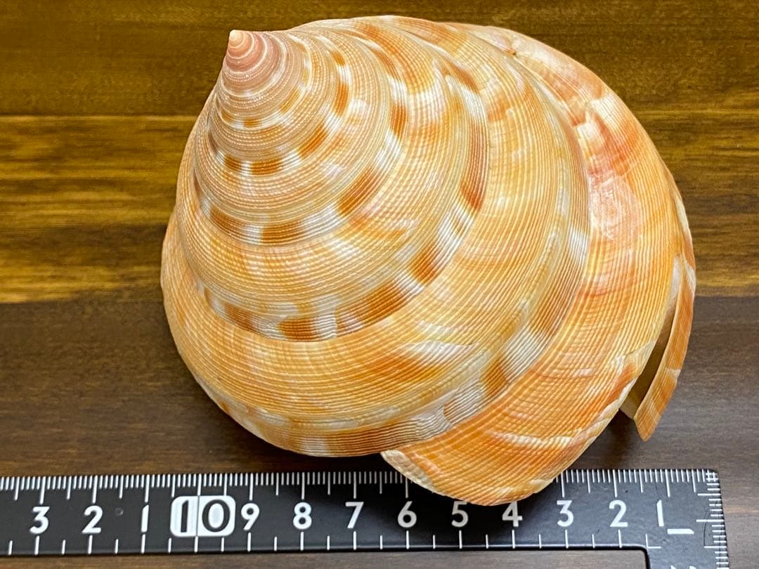 アンシュウオキナエビス特大　100mm 蓋付き　データ付き