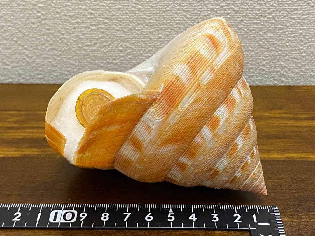 アンシュウオキナエビス特大　100mm 蓋付き　データ付き