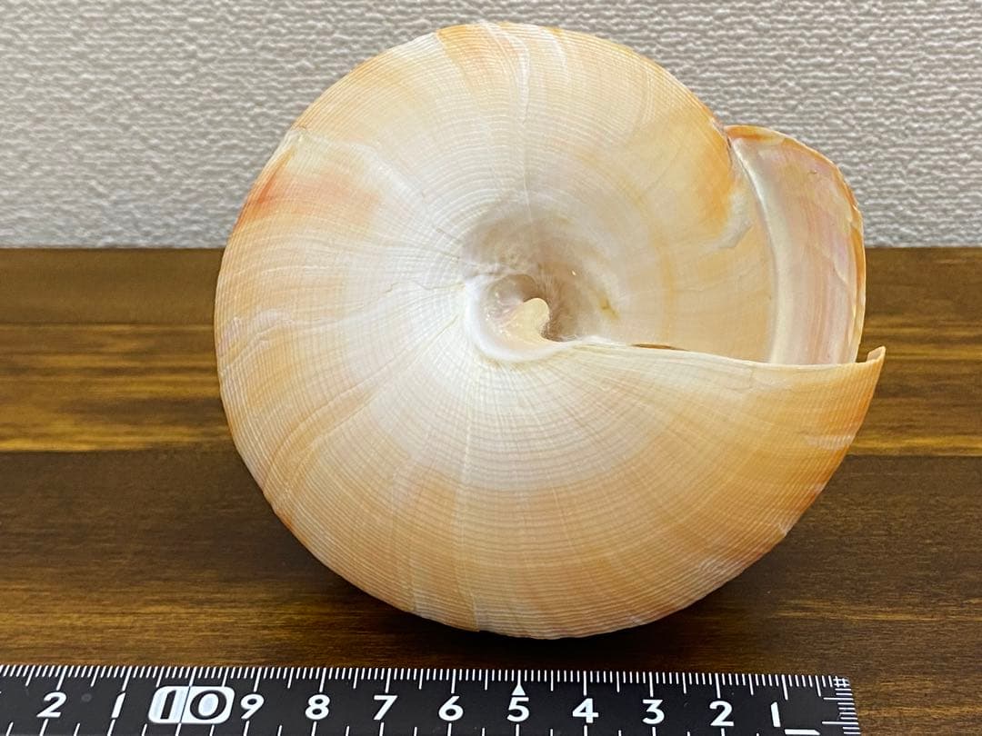 アンシュウオキナエビス特大　100mm 蓋付き　データ付き