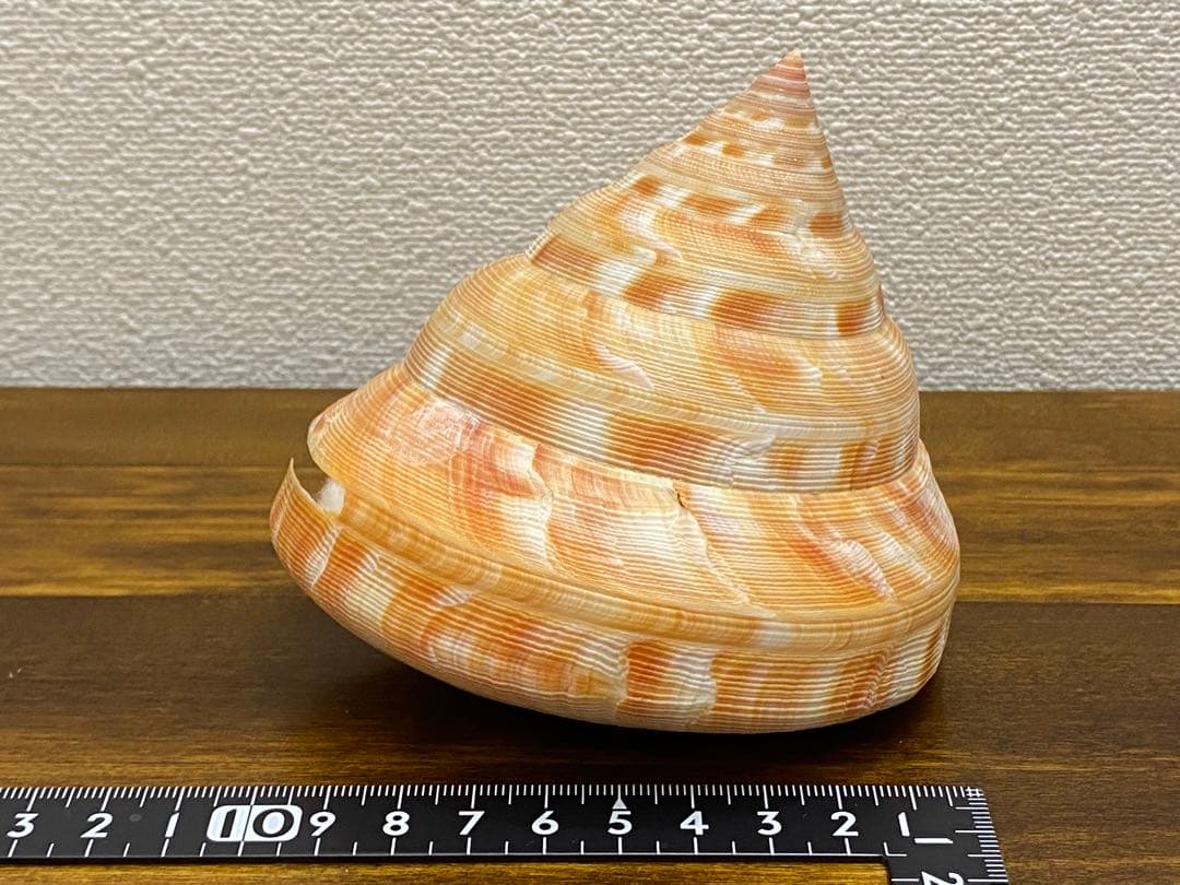 アンシュウオキナエビス特大　100mm 蓋付き　データ付き