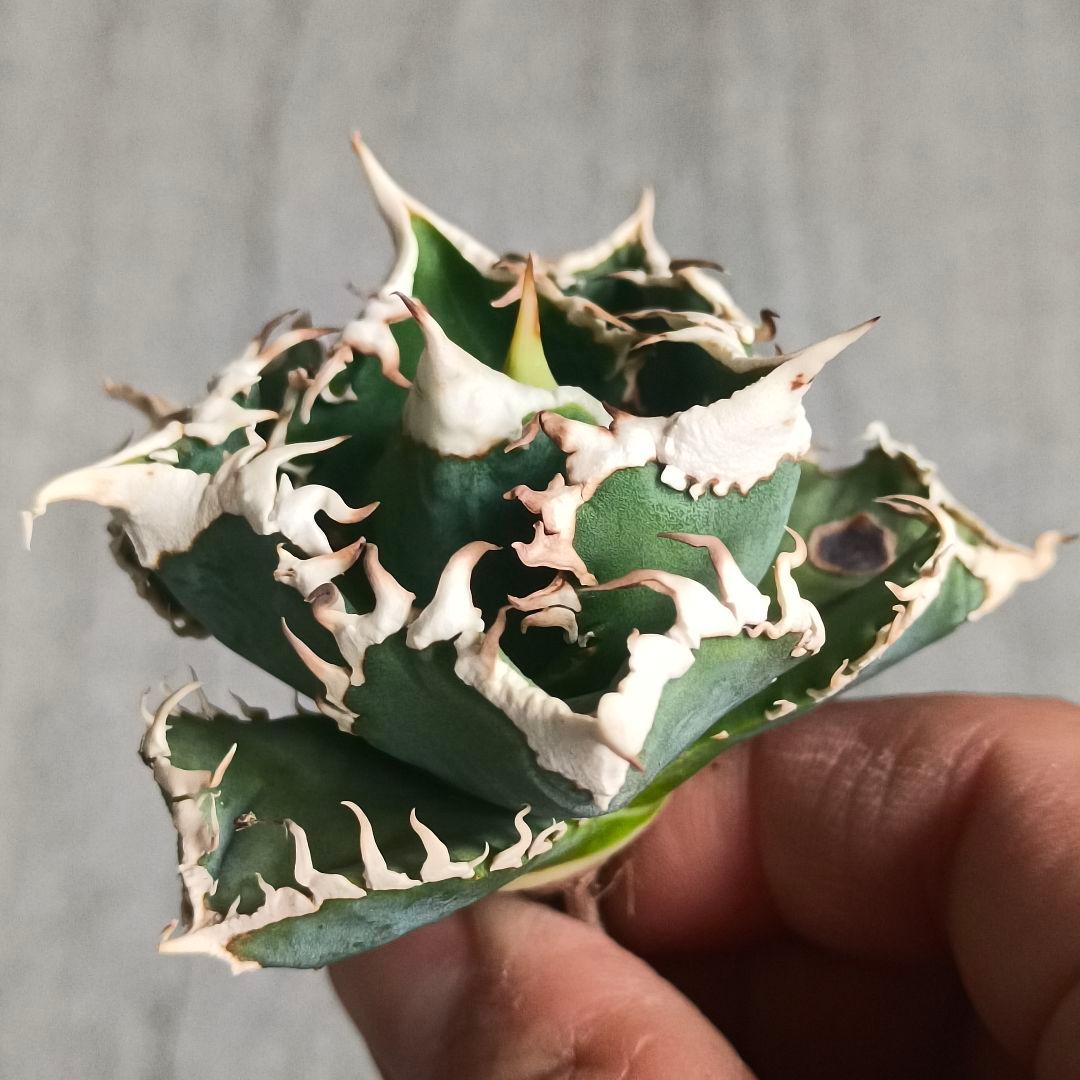 A026 特選 アガベチタノタ 大白鯊 強狂棘 極上白鋸歯 極上優良株