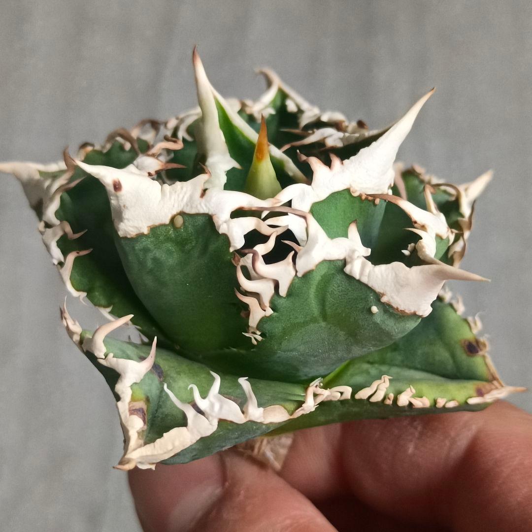 A026 特選 アガベチタノタ 大白鯊 強狂棘 極上白鋸歯 極上優良株