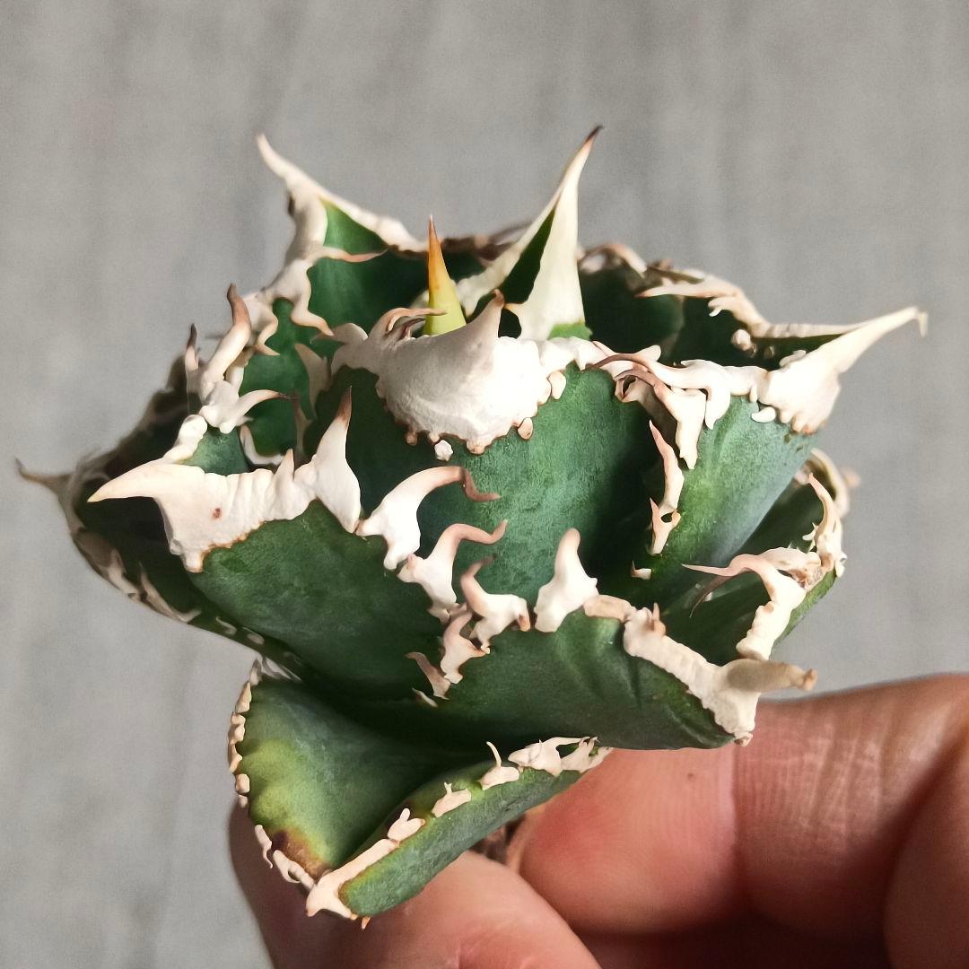 A026 特選 アガベチタノタ 大白鯊 強狂棘 極上白鋸歯 極上優良株