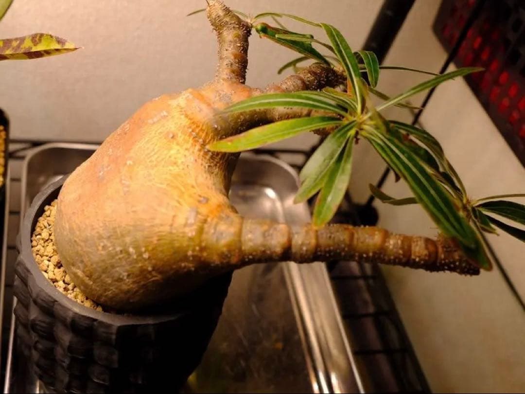 現地球　グラキリス　発根済み　送料込み