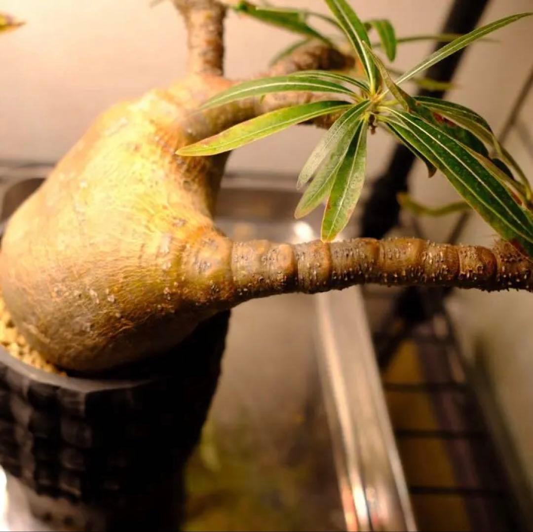 現地球　グラキリス　発根済み　送料込み