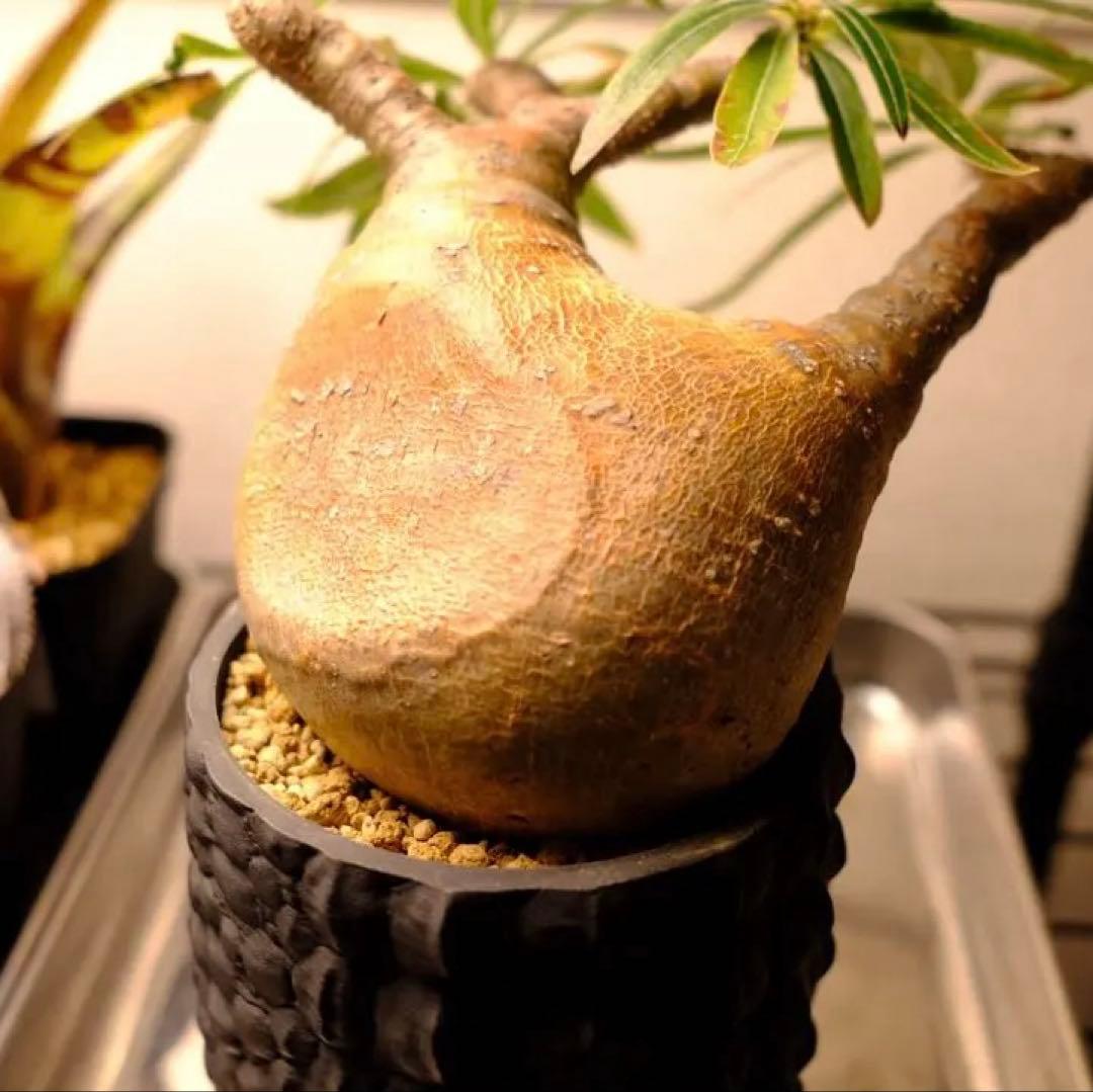 現地球　グラキリス　発根済み　送料込み