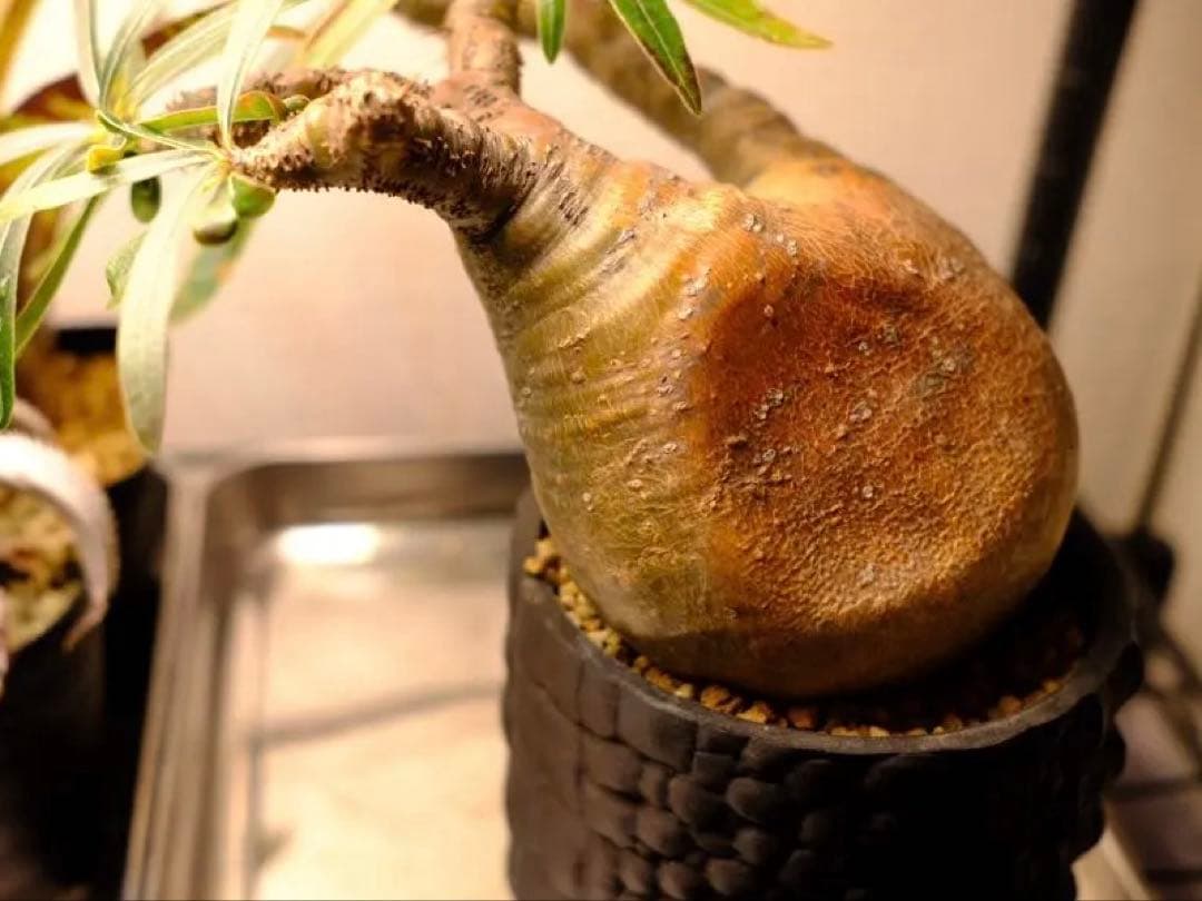 現地球　グラキリス　発根済み　送料込み