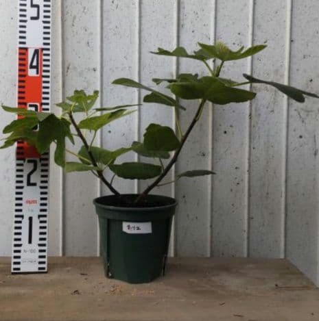 【ブラキリア】イチジク苗4本セット