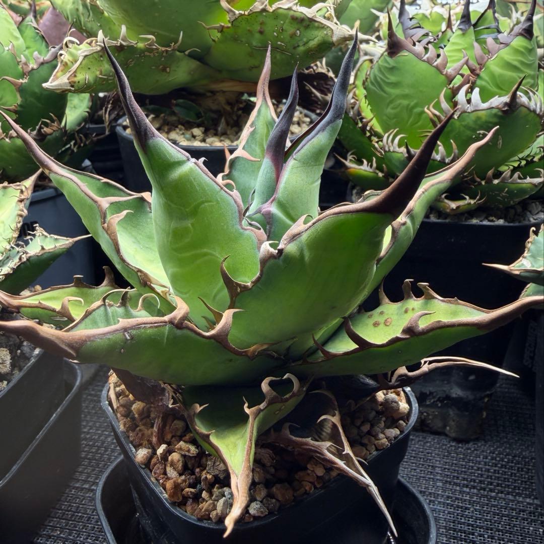 親株 アガベ ハイブリッド キシロナカンサ × コロラータ agave キシコロ