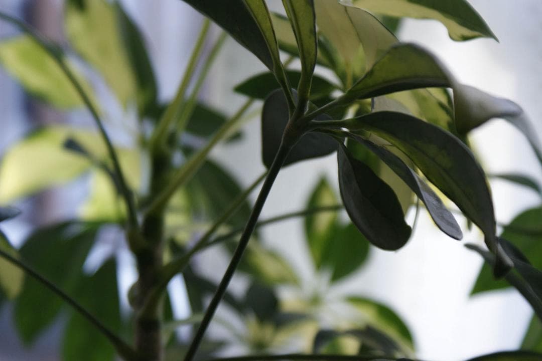 スマホ転送OK！SONY α300 一眼レフ レンズキット