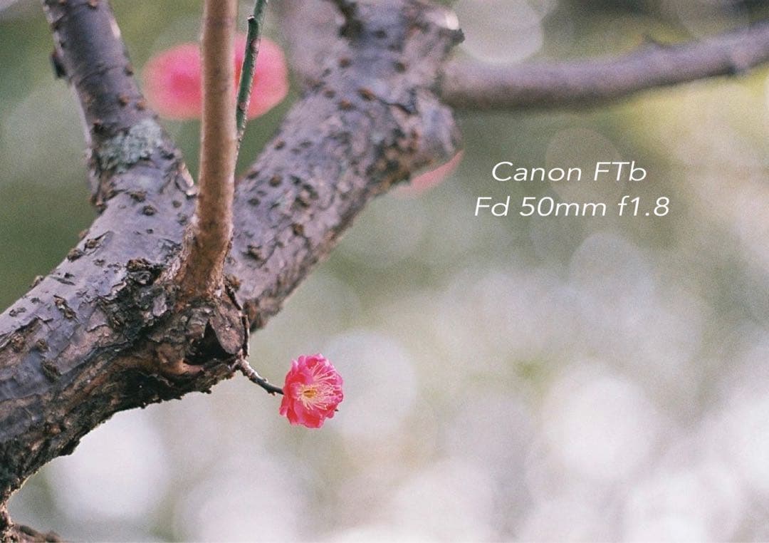 CanonFTbレンズセット★完動品＊美品＊初期保証★作例多数