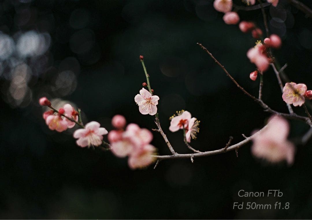 CanonFTbレンズセット★完動品＊美品＊初期保証★作例多数