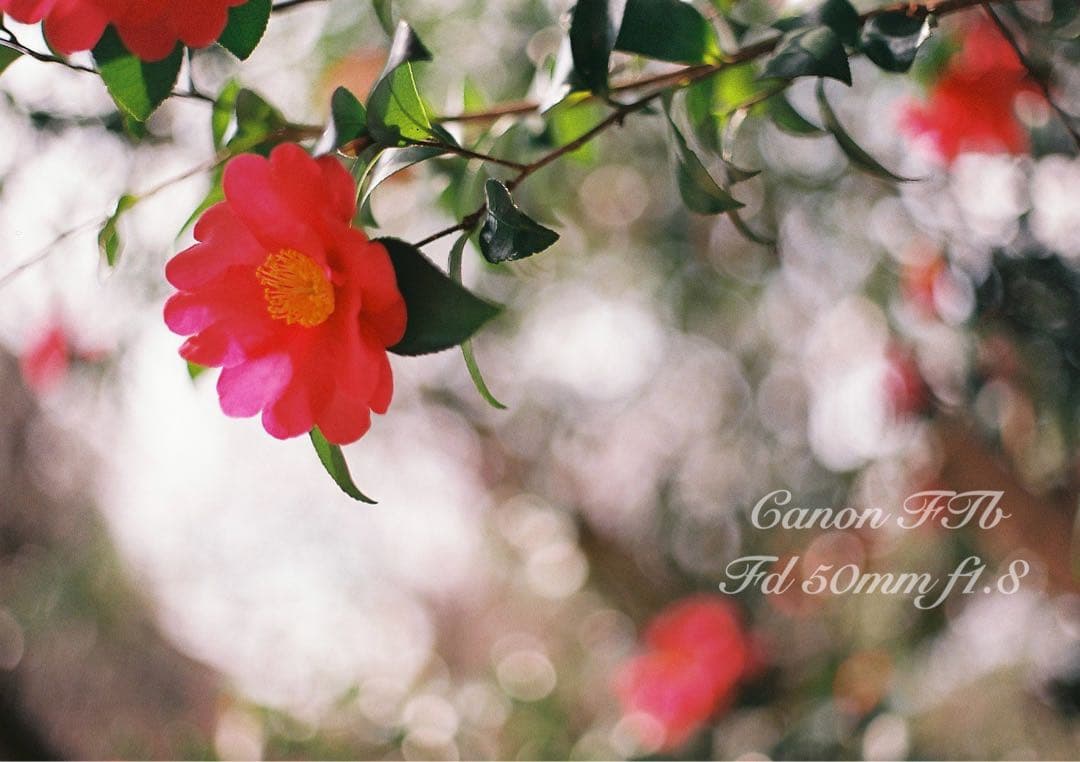 CanonFTbレンズセット★完動品＊美品＊初期保証★作例多数