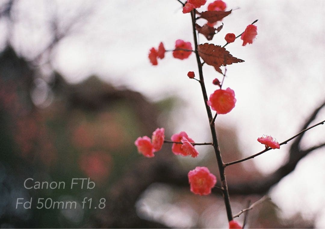 CanonFTbレンズセット★完動品＊美品＊初期保証★作例多数