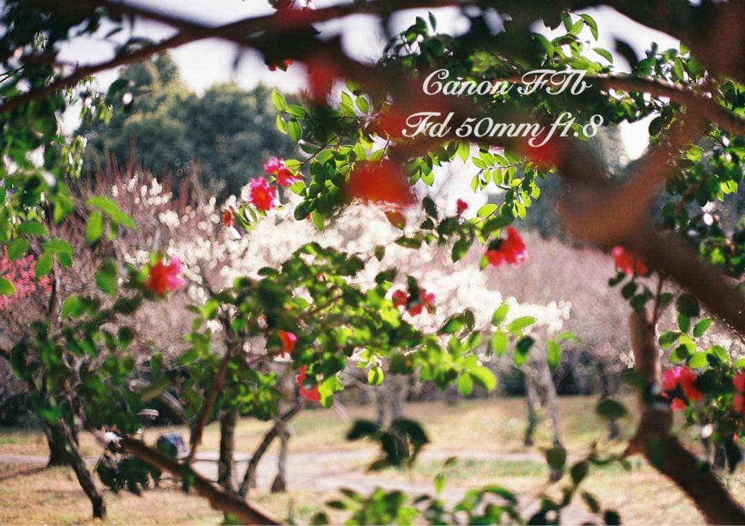 CanonFTbレンズセット★完動品＊美品＊初期保証★作例多数