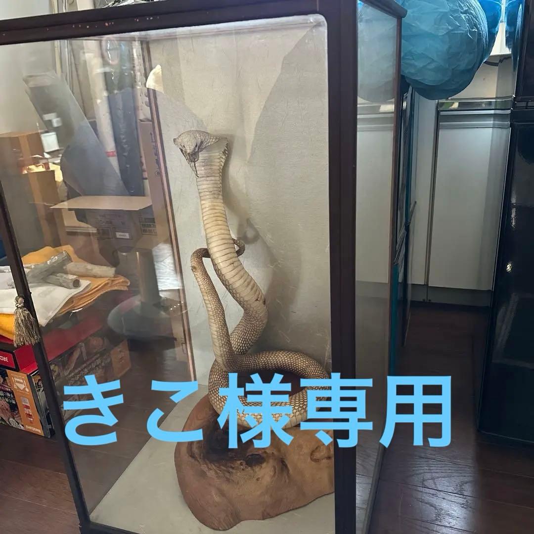 コブラの剥製 木製台座付き