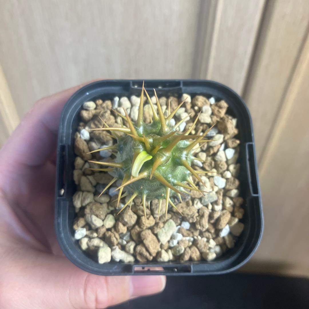 パキポディウム　アンボンゲンセ　実生　選抜　塊根植物　コーデックス　グラキリス