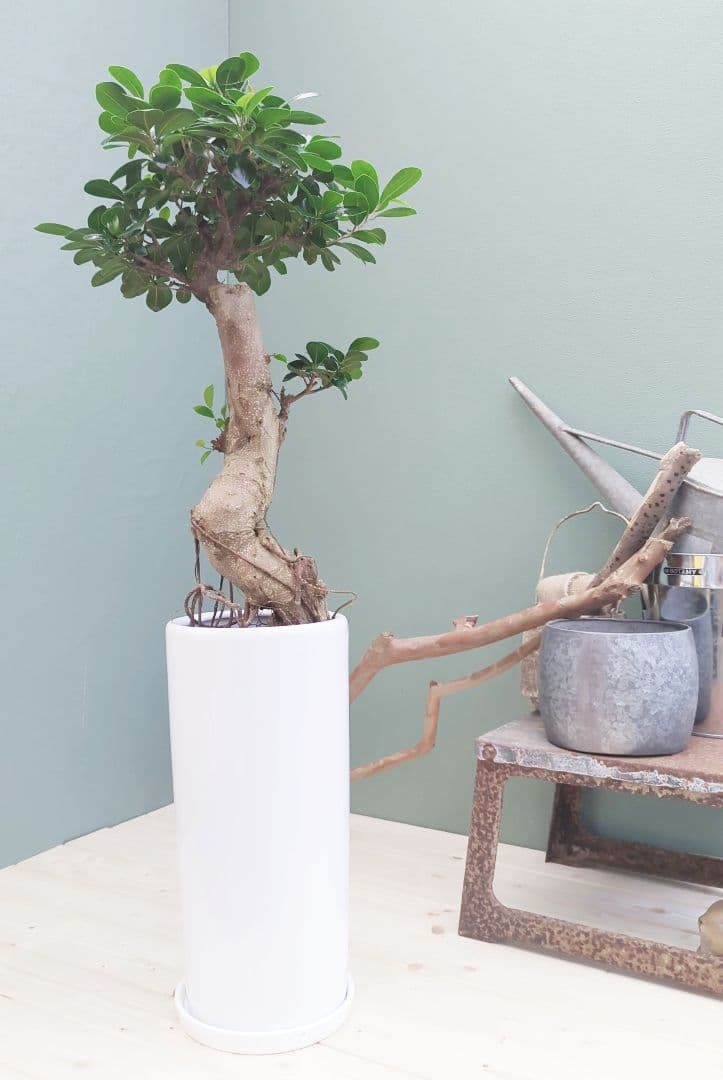 太幹(現品)根上り 曲がりガジュマル 昇り龍 登り 曲線７号