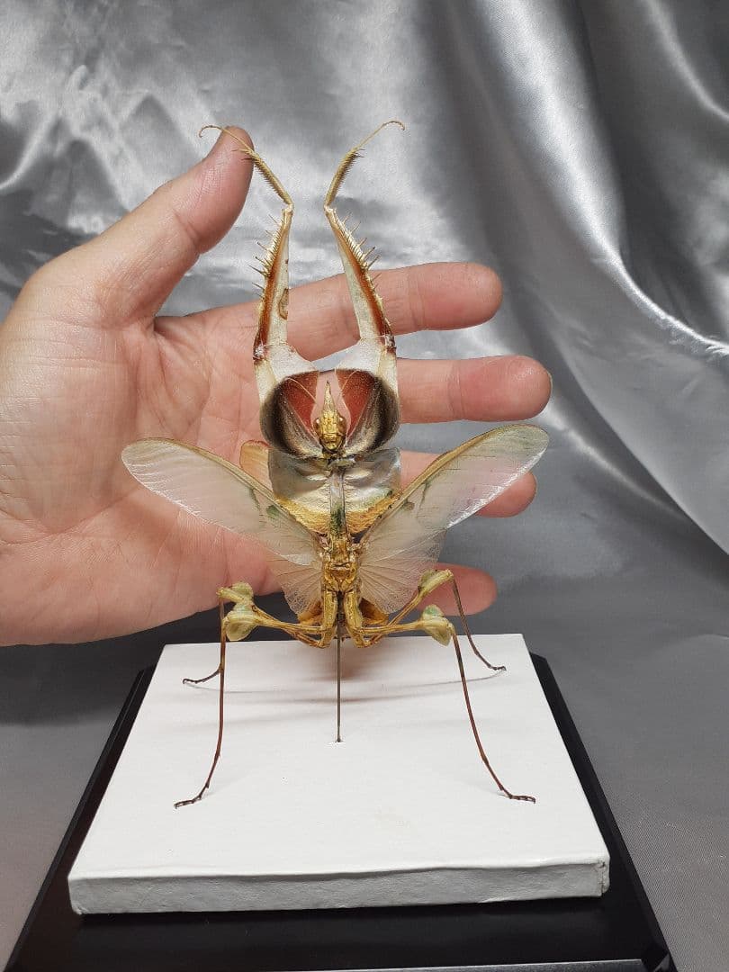 ニセハナマオウカマキリ雌　立体標本