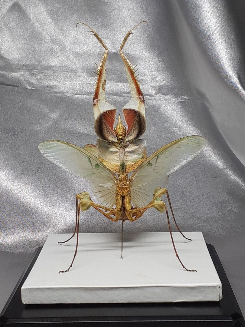 ニセハナマオウカマキリ雌　立体標本