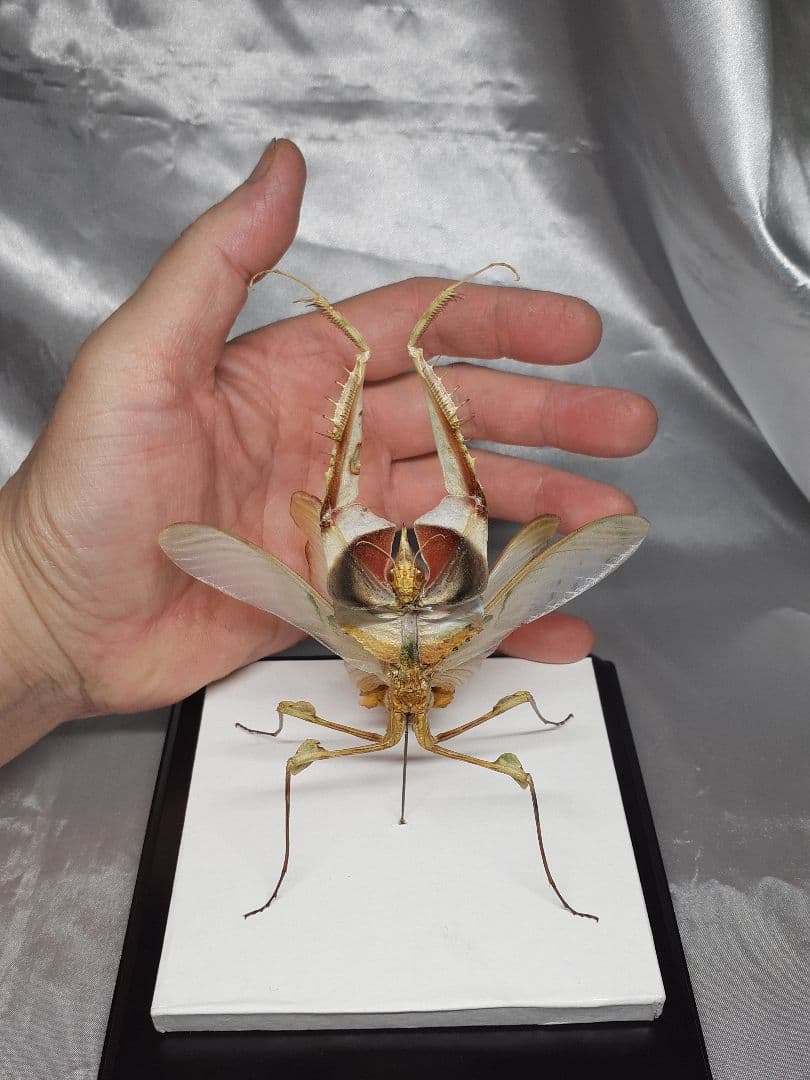 ニセハナマオウカマキリ雌　立体標本