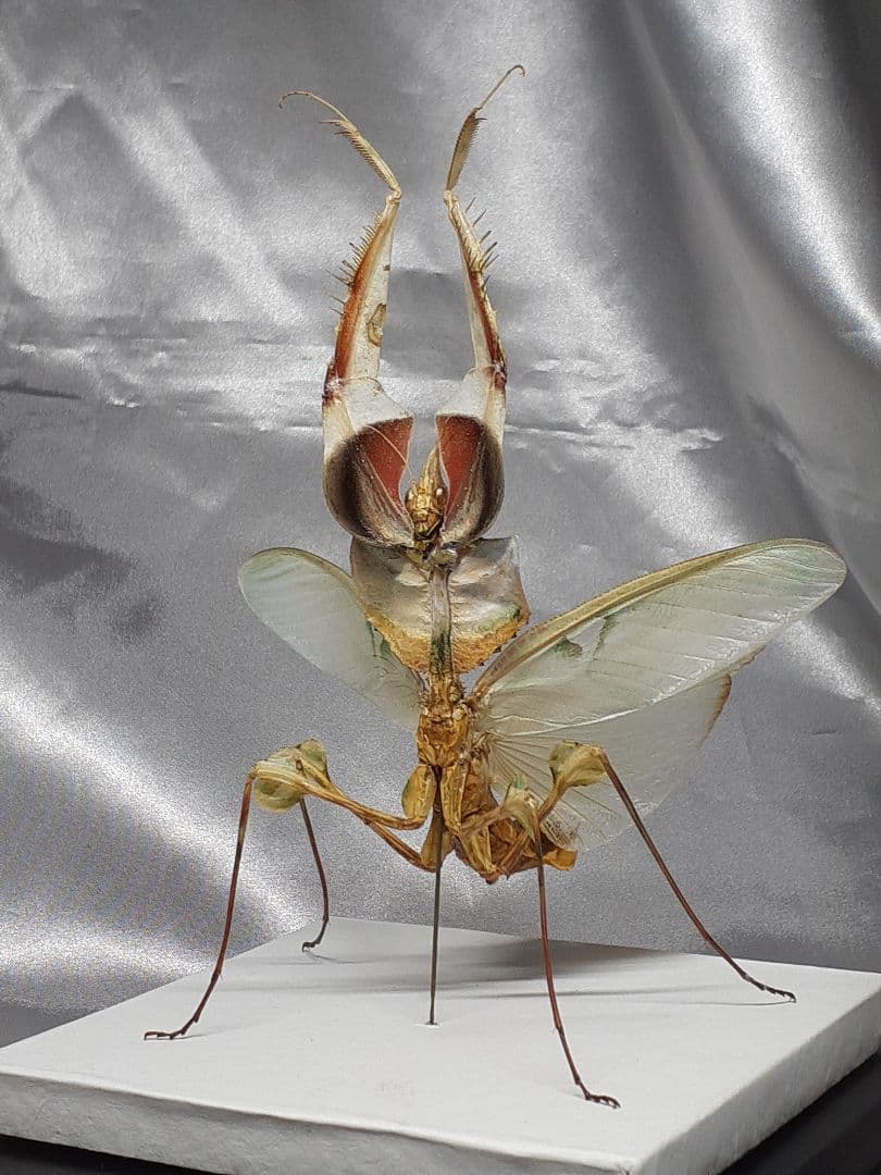 ニセハナマオウカマキリ雌　立体標本