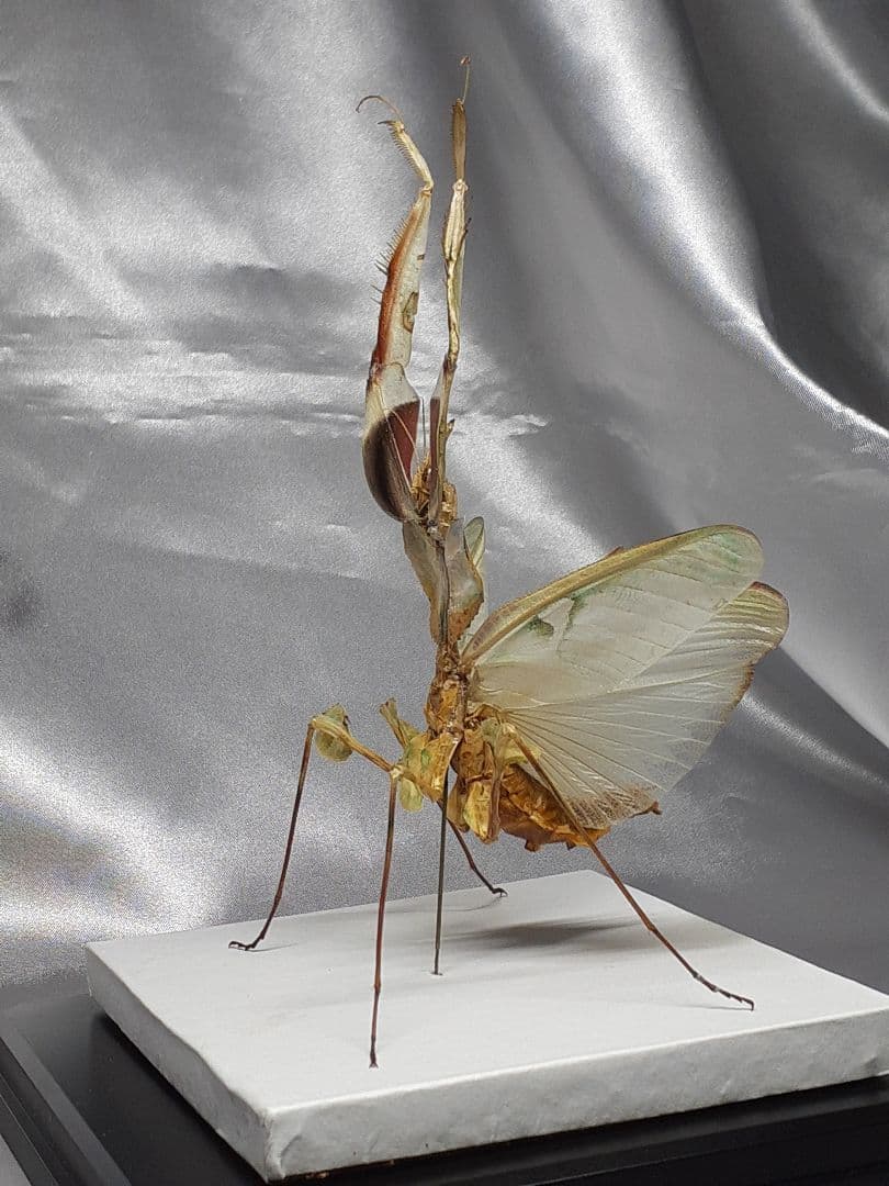 ニセハナマオウカマキリ雌　立体標本