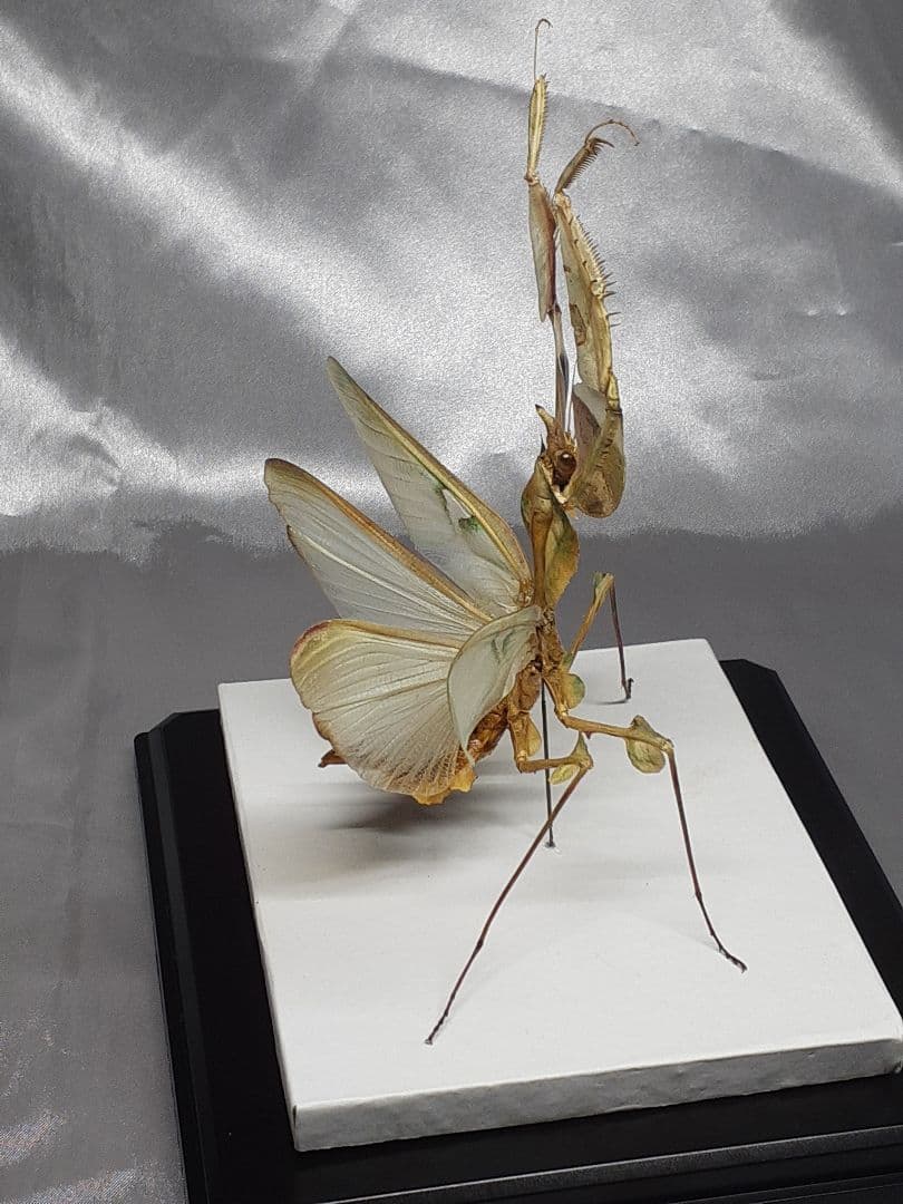 ニセハナマオウカマキリ雌　立体標本