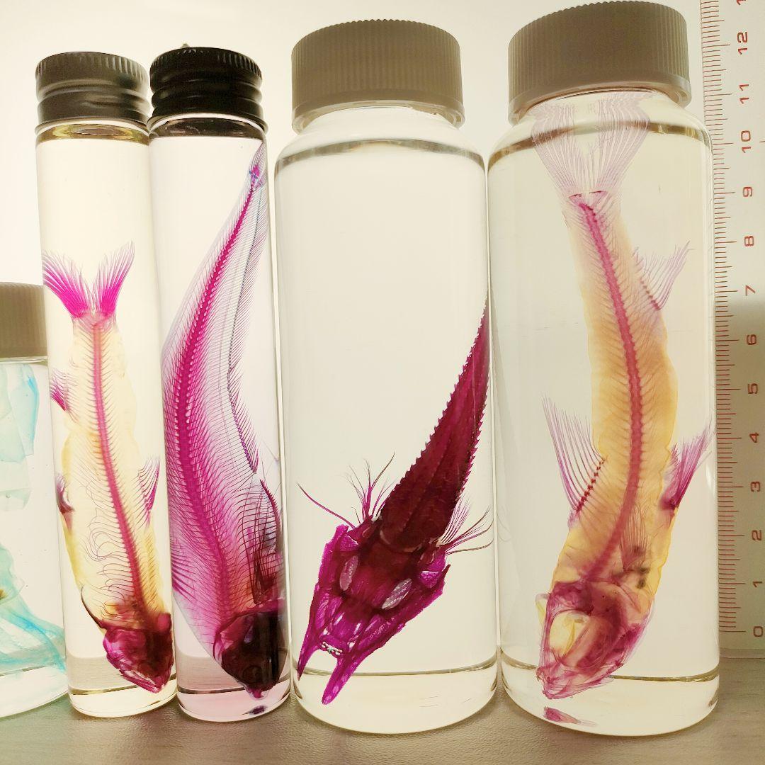 大特価☆数量限定☆透明骨格標本 11本セット レア 深海生物含む