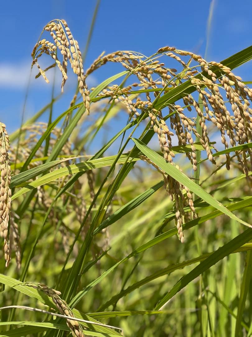令和7年千葉県いすみ市産コシヒカリ　白米　10キロ　#天皇献上米