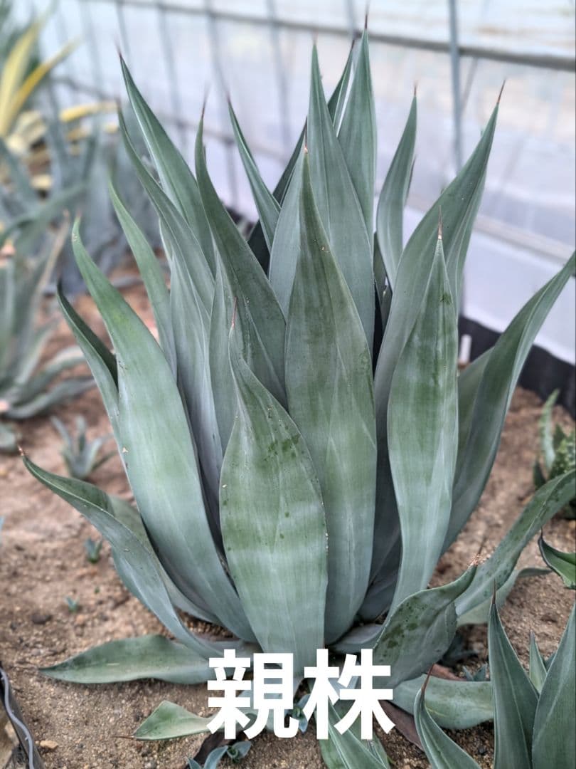 アガベ☆ アメリカーナ変種 『闇夜烏』 特大株　路地植え向き 美株