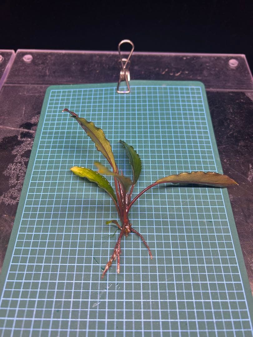 【AZ便】Bucephalandra sp. \"Deep Purple\" 初便