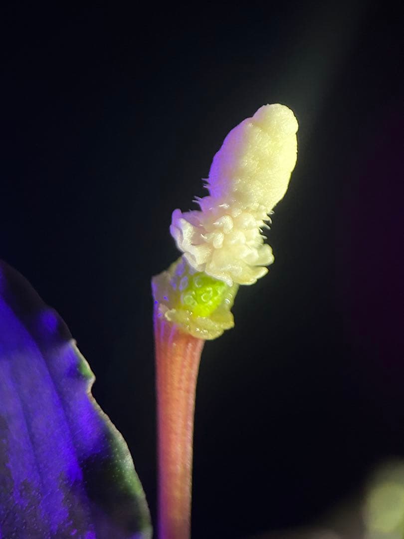 【AZ便】Bucephalandra sp. \"Deep Purple\" 初便